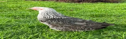 Chickens poultry for sale: POL Hybrid hens for sale in Hounslow! - Advert 3