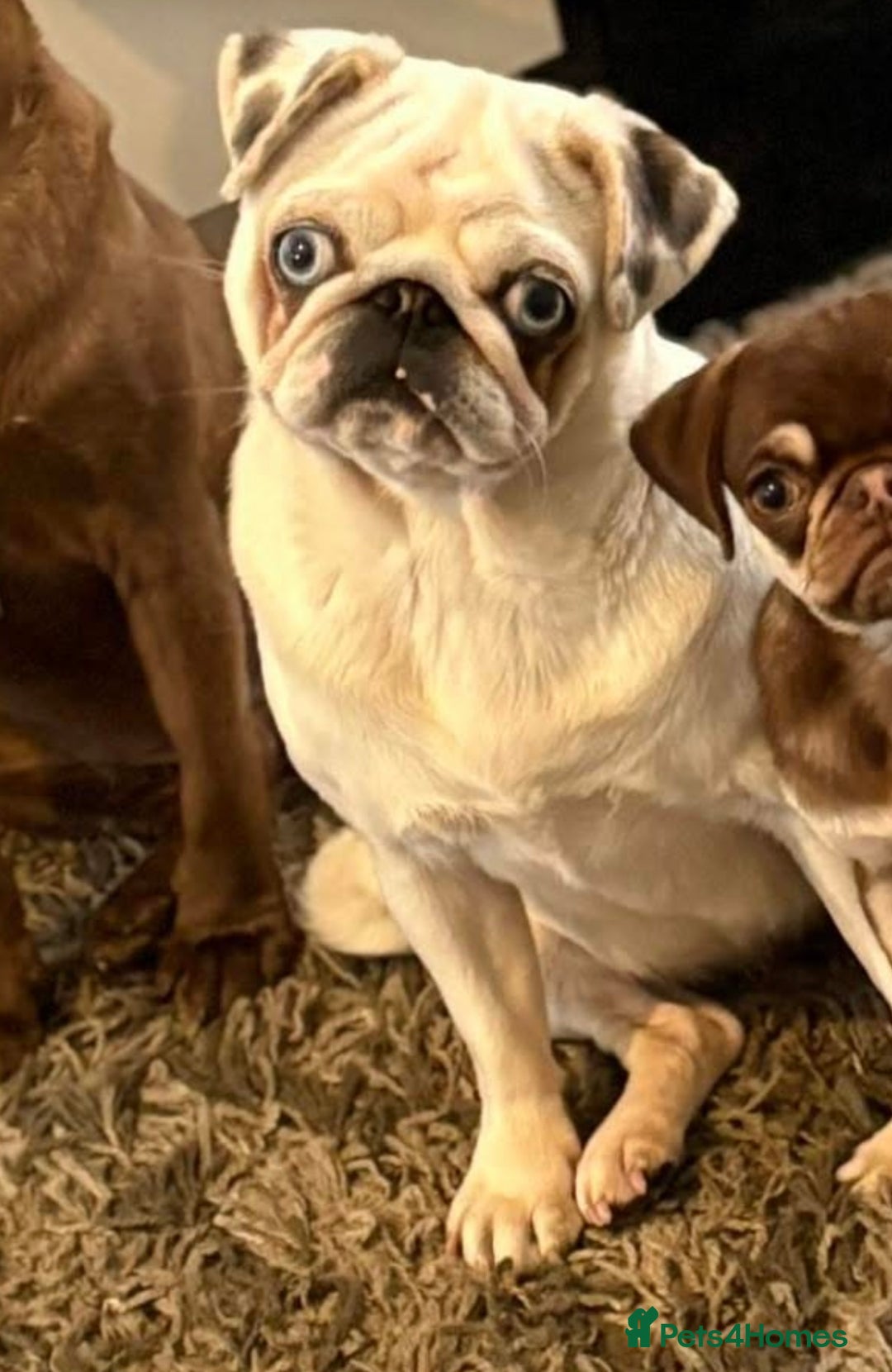 Pug dogs for sale: Adult female Pug 3 years old  - Advert 1