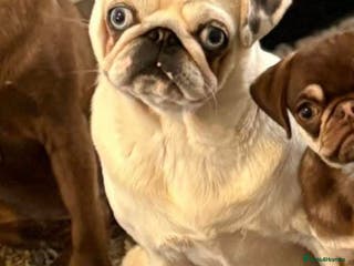 Pug dogs Adult female Pug 3 years old - Advert 5