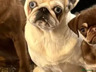 Pug dogs Adult female Pug 3 years old - Advert 14