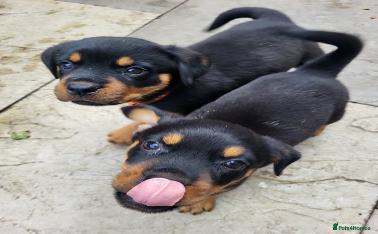 Rottweiler dogs - Advert 2