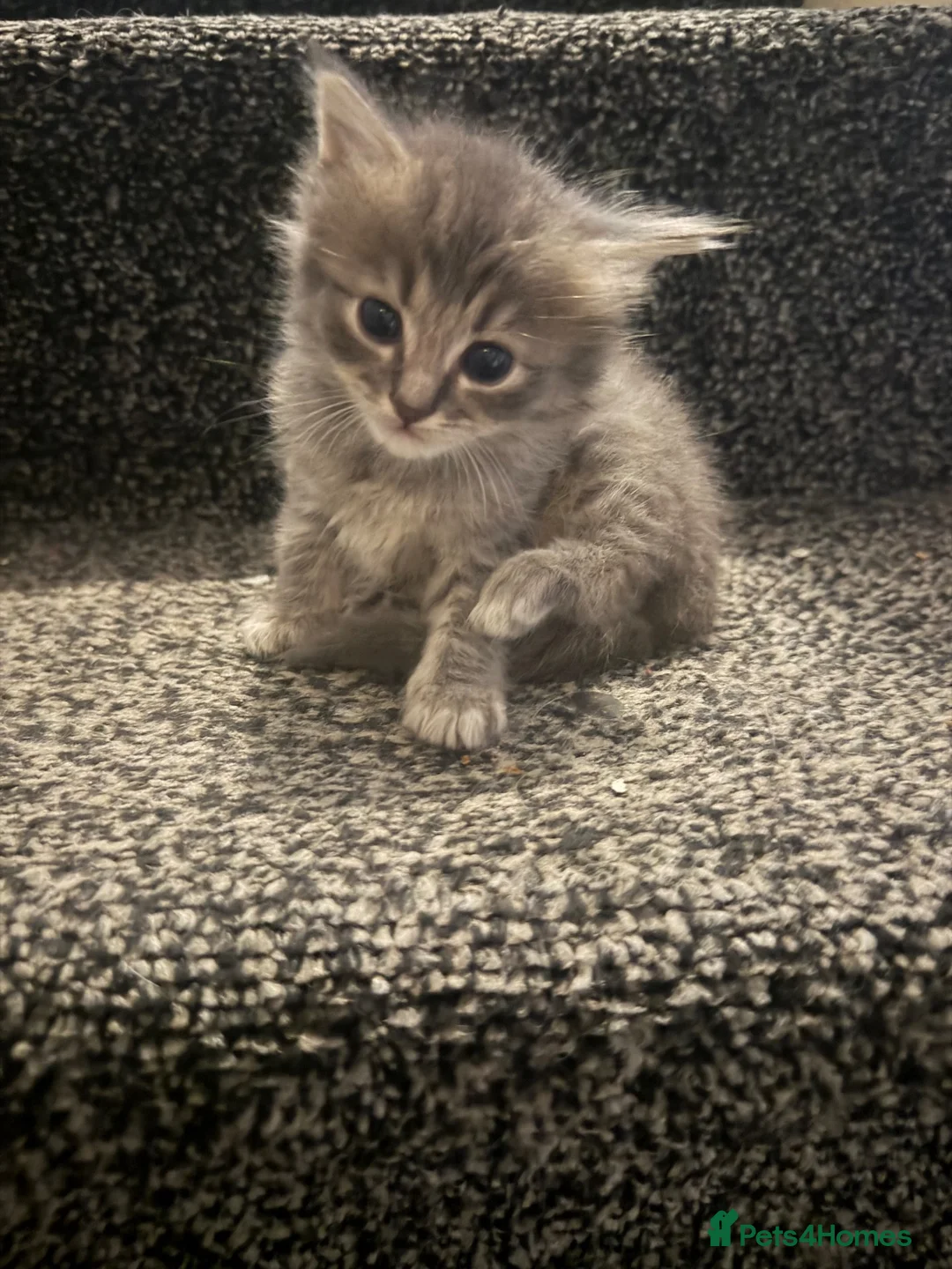 Ragdoll cats for sale: Ragdoll cross Norwegian forest  in Manchester - Advert 1