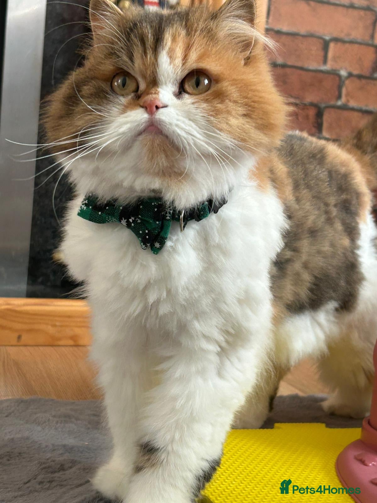 Scottish Fold cats Female Scottish Straight looking for forever home - Advert 2