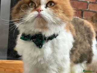 Scottish Fold cats Female Scottish Straight looking for forever home - Advert 2