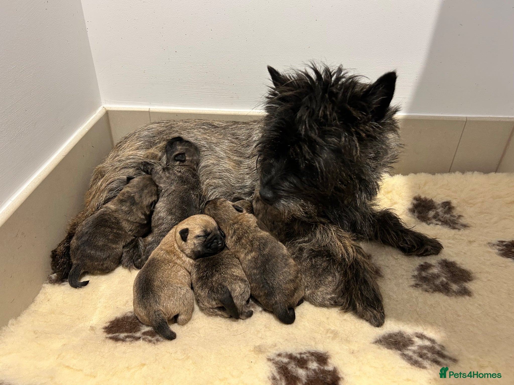 Cairn Terrier dogs 6 Carin terrier puppies 3 boys 3 girls  - Advert 1
