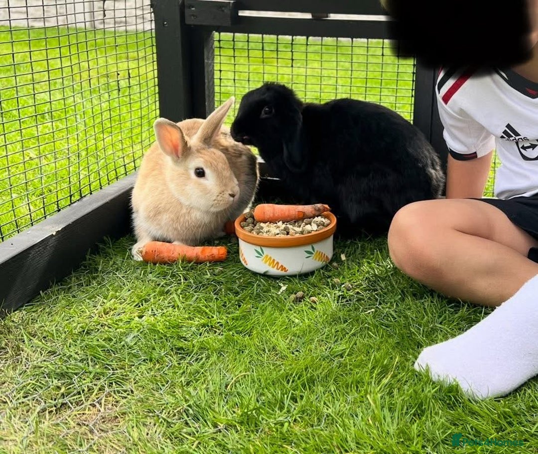 Mixed Breed rabbits for sale: X3 rabbits for sale  - Image 3