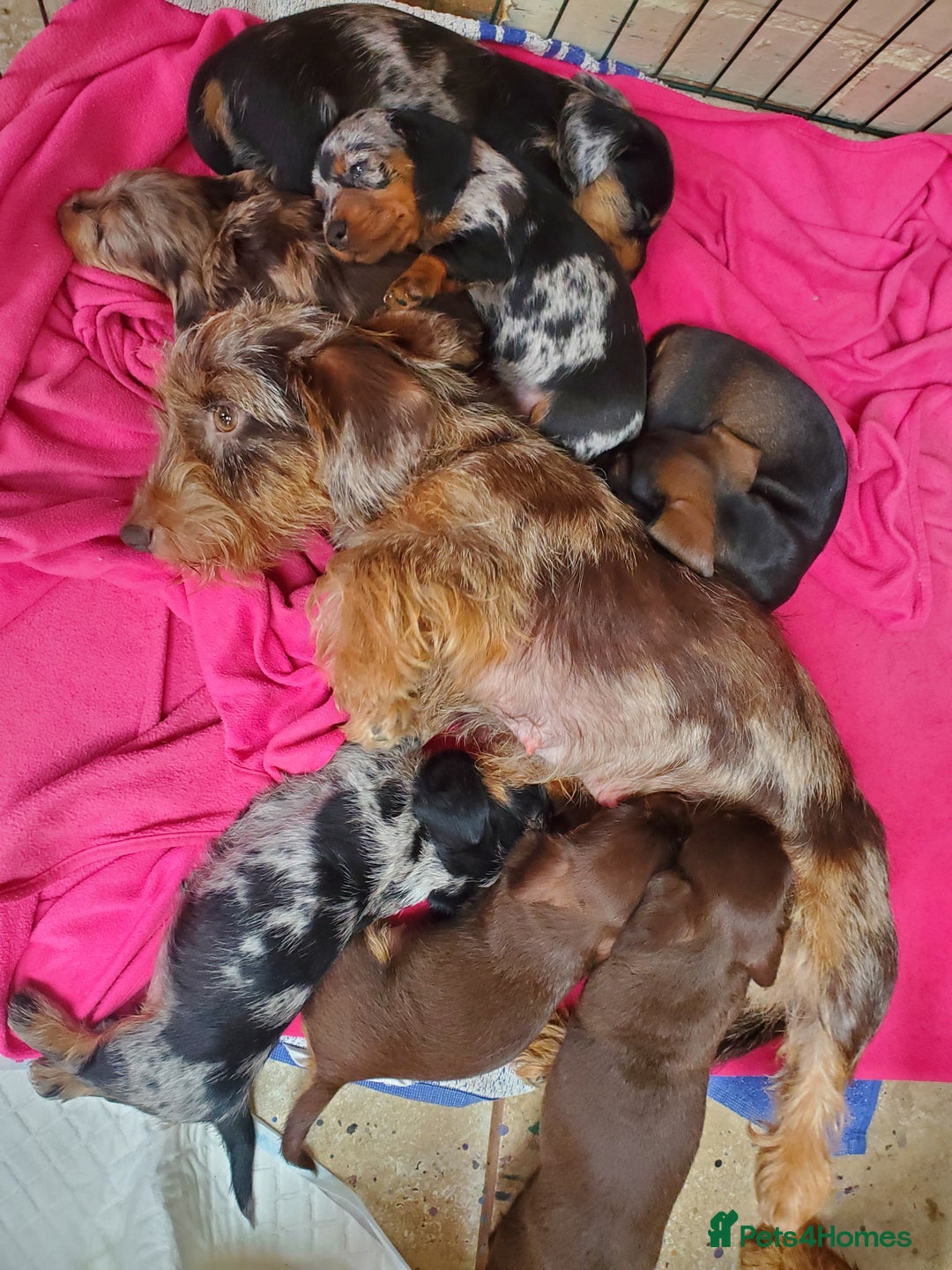 Miniature Dachshund dogs for sale: KC reg Miniature Wirehaired Dachshund girls - Image 6
