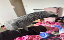 Parrots birds for sale: TAME AFRICAN GREY PARROT  - Image 3