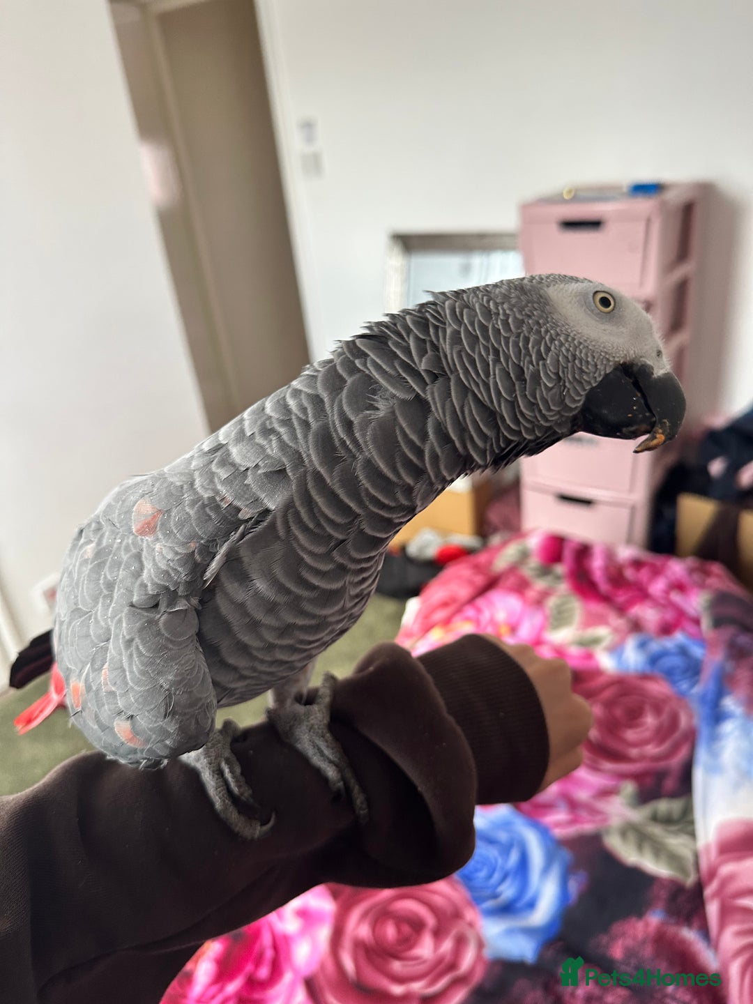 Parrots birds for sale: TAME AFRICAN GREY PARROT  - Image 3