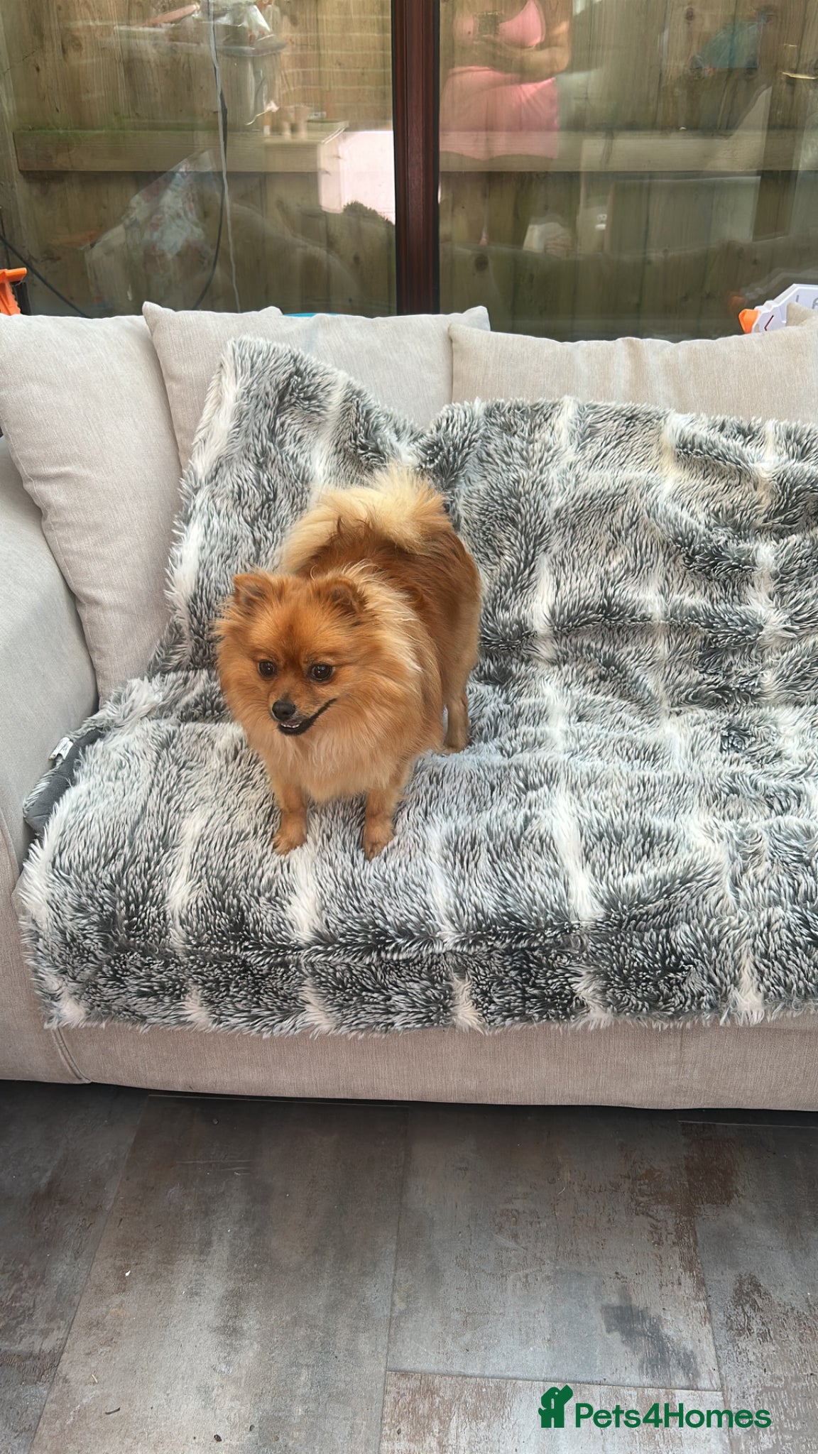 Pomeranian dogs for sale: Looking for her new family - Advert 10