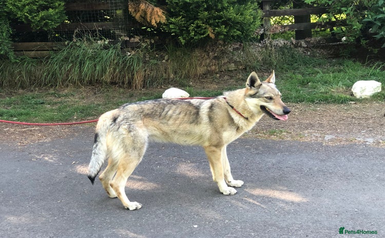 Saarloos Wolfdog dogs for sale in Catterick Garrison - Advert 1