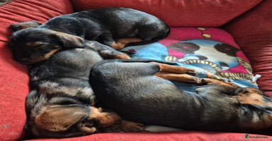 Mixed Breed dogs - Advert 10