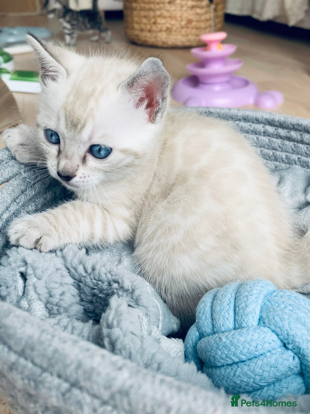 Bengal cats for sale: 🏆🎉New Pedigree Tica Mini Leopards Ready Soon🎉🏆 - Advert 1