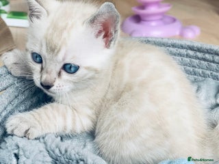 Bengal cats 🏆🎉New Pedigree Tica Mini Leopards Ready Soon🎉🏆 - Advert 2