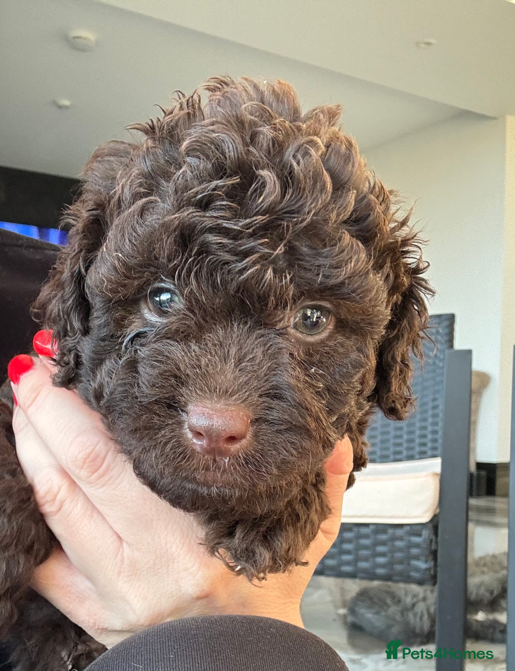 Aussiedoodle dogs Aussiedoodle Puppies ⭐️ - Advert 5