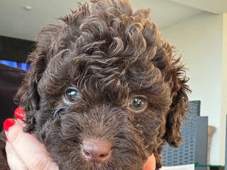 Aussiedoodle dogs Aussiedoodle Puppies ⭐️ - Advert 12