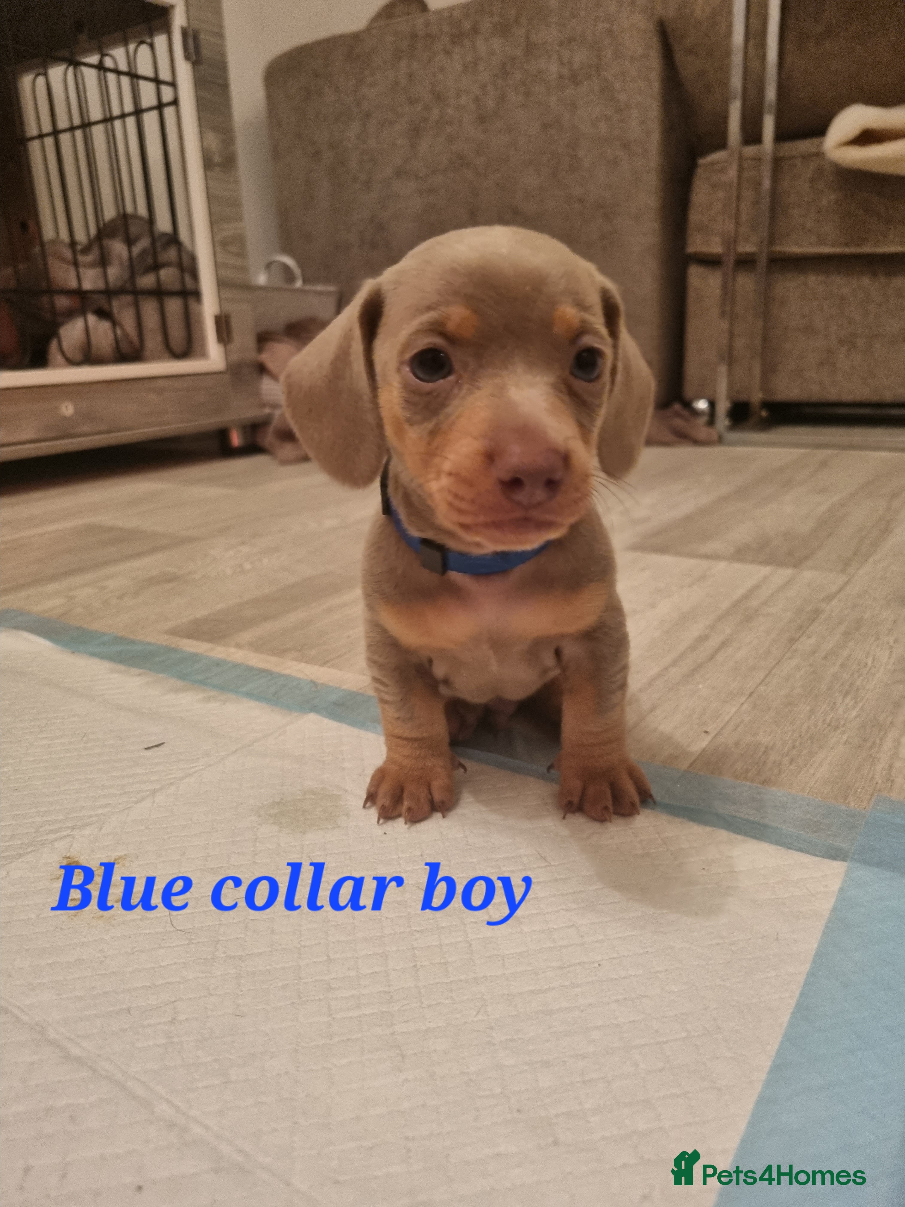 Dachshund dogs 8 Smooth Haired miniature dachshund pups  - Advert 10