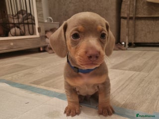 Dachshund dogs 8 Smooth Haired miniature dachshund pups - Advert 5