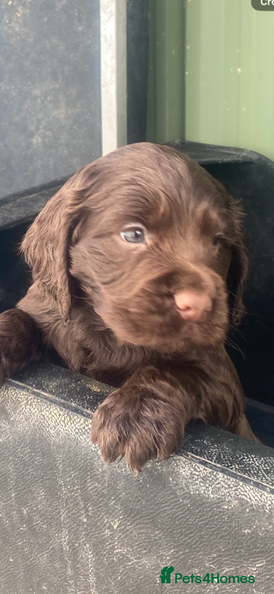 Cocker Spaniel dogs for sale: K/c Working cocker spaniels  - Advert 1
