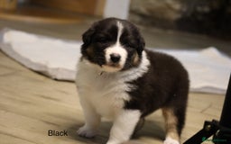 Australian Shepherd dogs for sale: Australian Shepherd Puppies  - Image 5