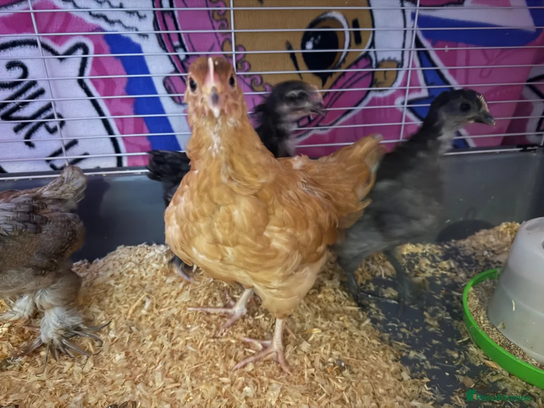 Chickens poultry for sale: Chicks for sale  in Coventry - Advert 1