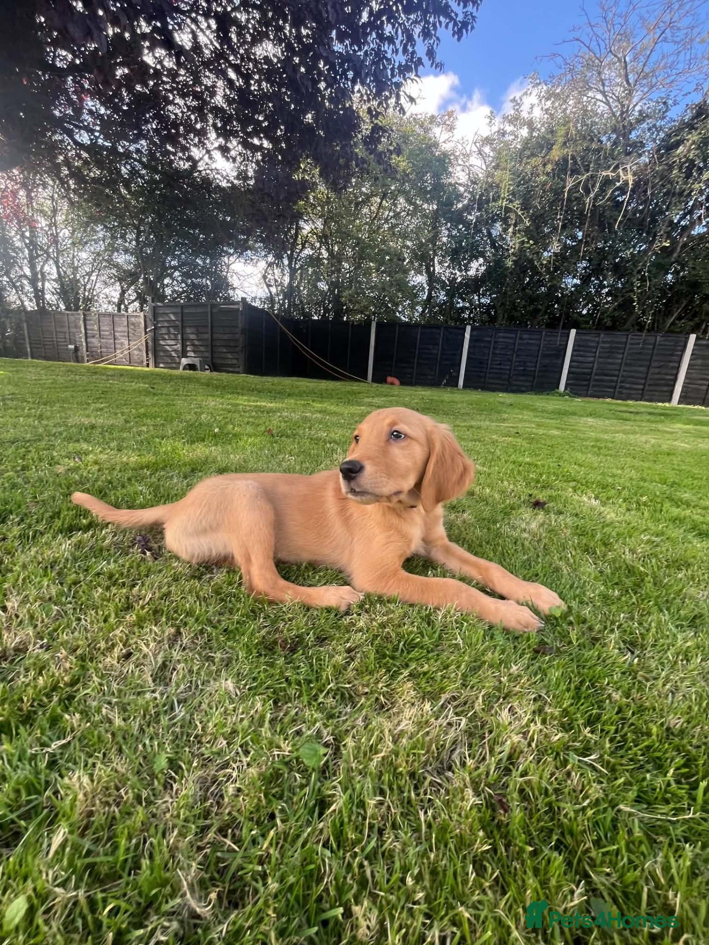 Golden Retriever dogs 1 Pup Available KC Fox Red Golden Retriever Pups - Advert 2