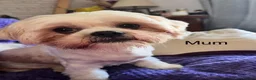 Shih Tzu dogs for sale: Shih Tzu puppies - Advert 2