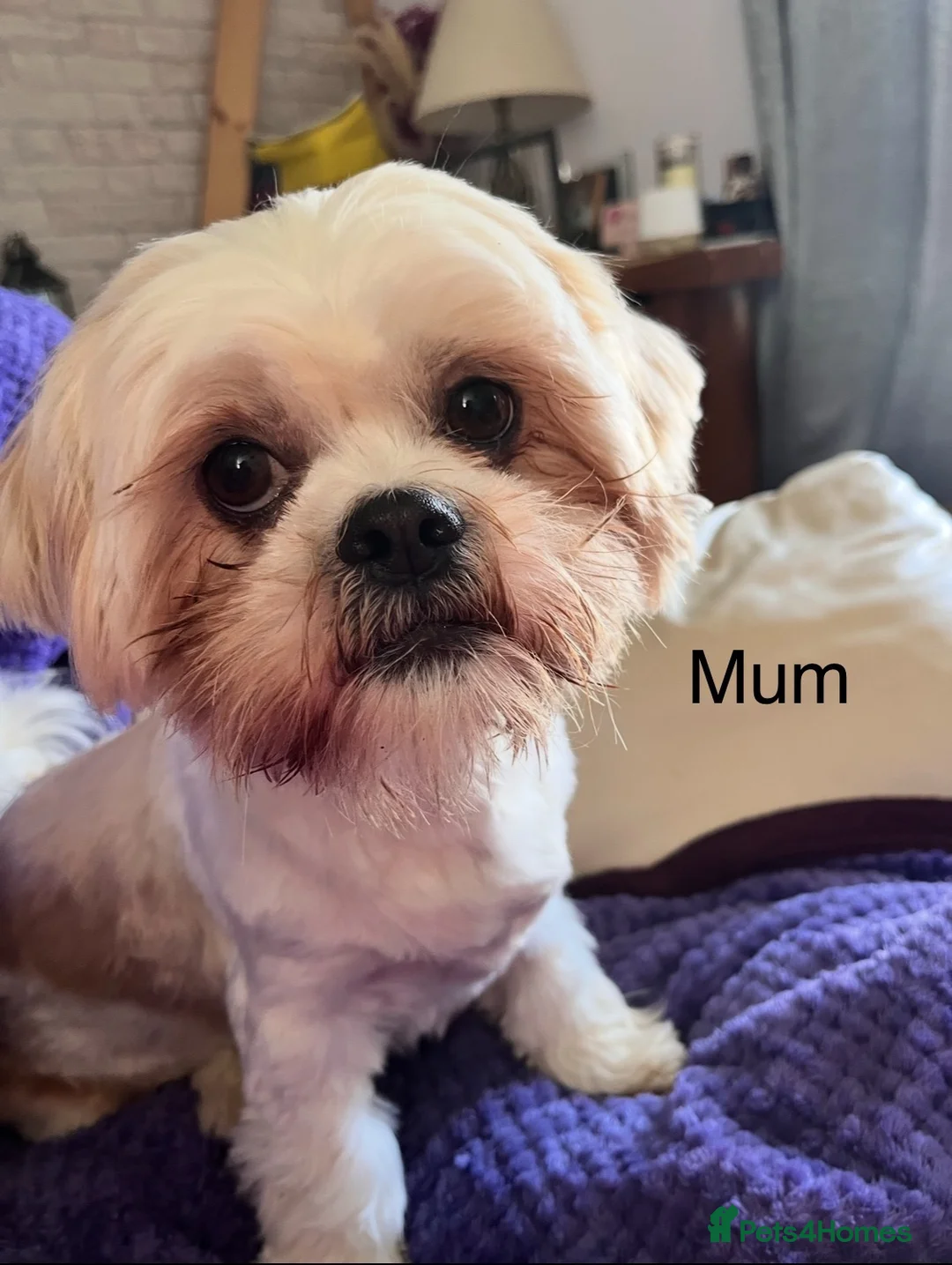 Shih Tzu dogs for sale: Shih Tzu puppies - Advert 2
