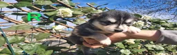 Pomsky dogs for sale: 7 beautiful pomskies - Advert 11