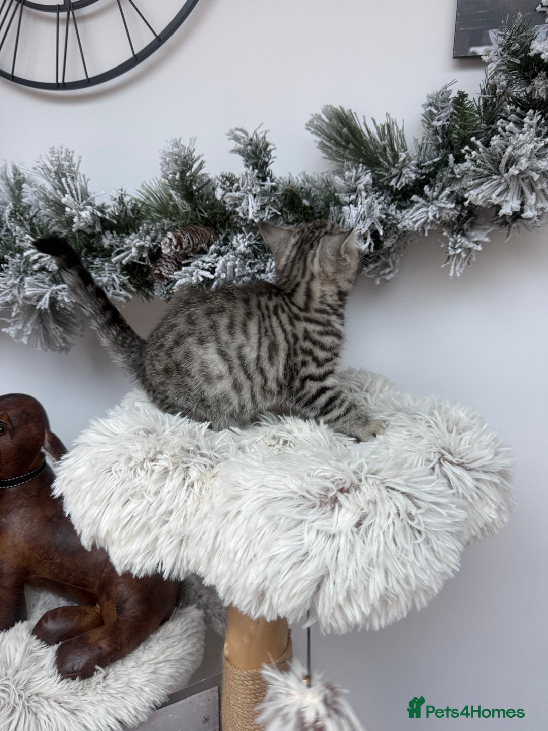 Brazilian Shorthair cats for sale: British shorthair  - Advert 6