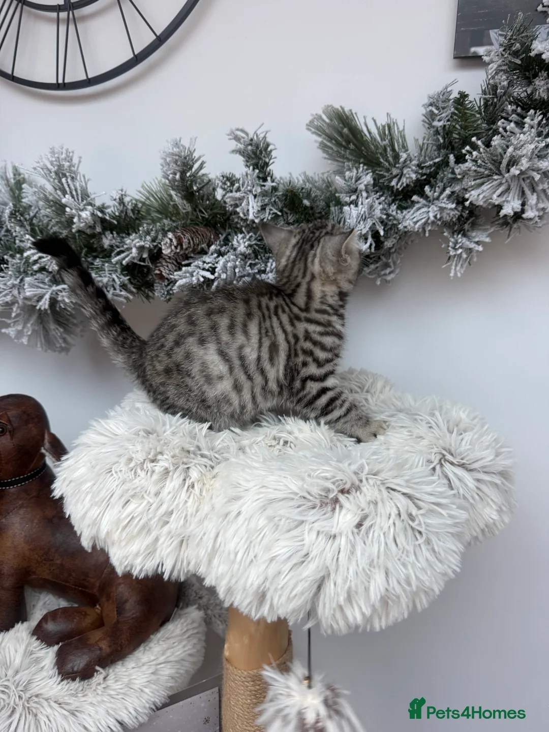 Brazilian Shorthair cats for sale: British shorthair  - Advert 6