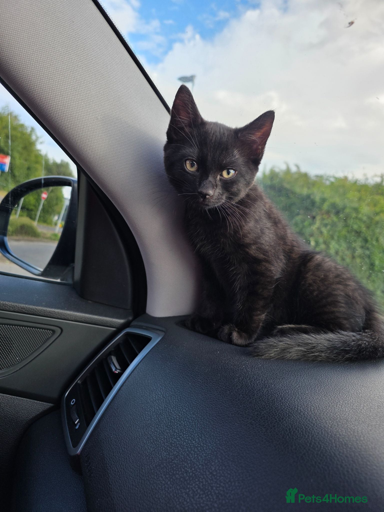 Mixed Breed cats Kitten male black  - Advert 2