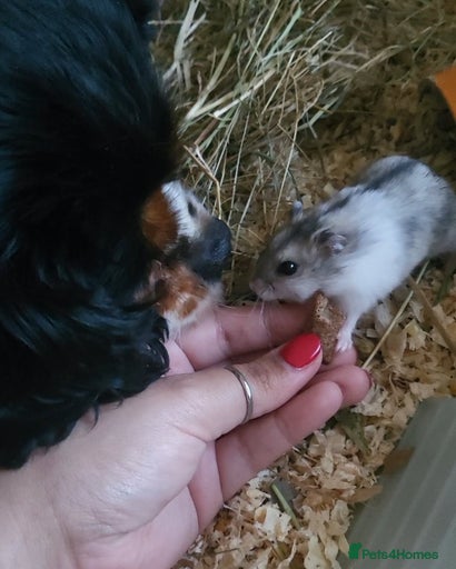 Gallery Image {{count}}