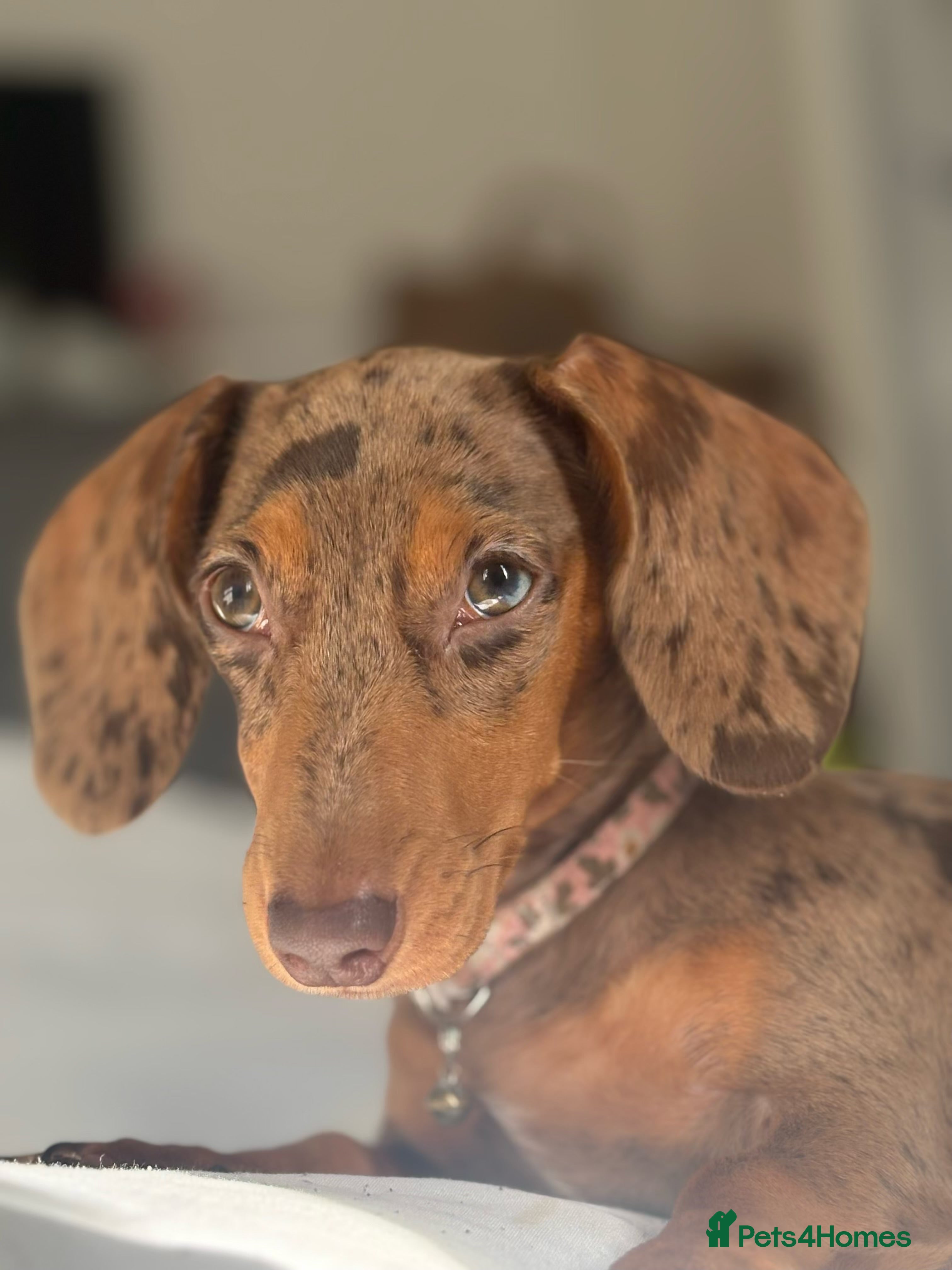 Miniature Dachshund dogs Gorgeous Mini Dachshund Girl – Family Raised - Advert 1