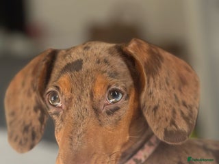 Miniature Dachshund dogs Gorgeous Mini Dachshund Girl – Family Raised - Advert 1