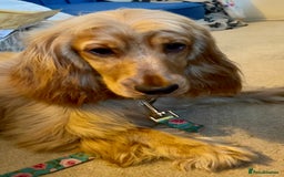 Cocker Spaniel dogs for sale: Expecting a Stunning Show Cocker Spaniel litter - Image 4