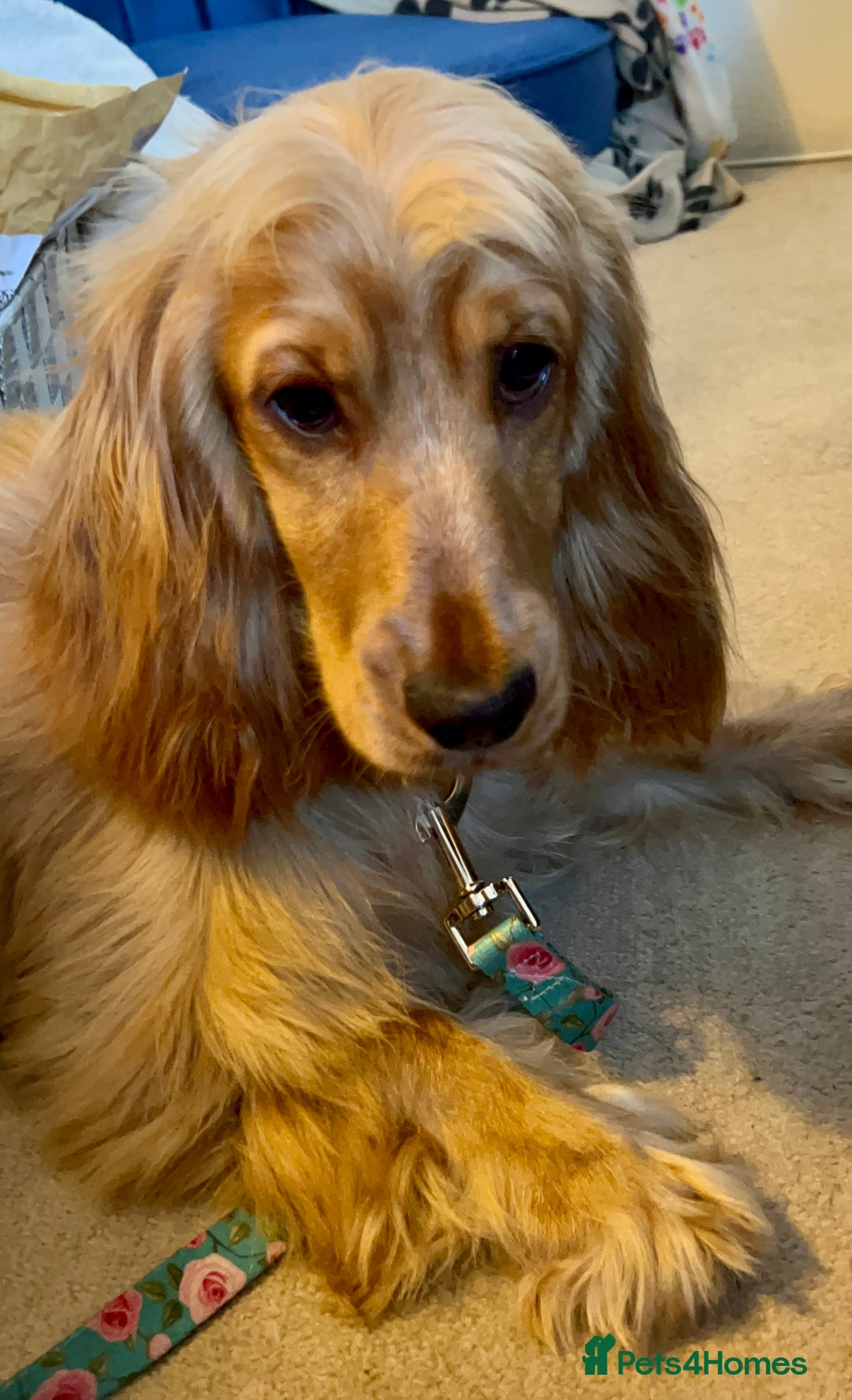 Cocker Spaniel dogs for sale: Expecting a Stunning Show Cocker Spaniel litter - Image 4