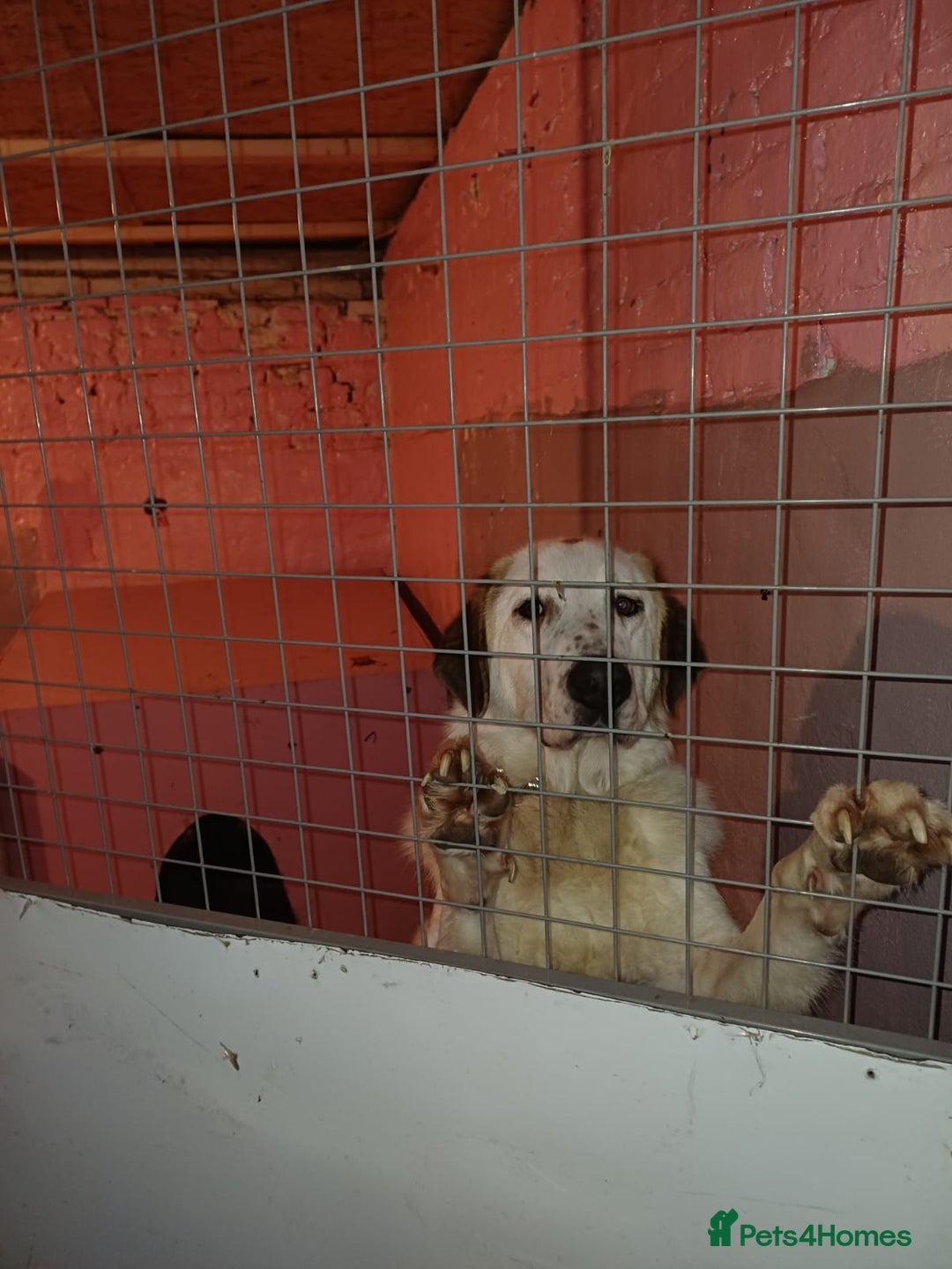 Mixed Breed dogs for adoption: BALOO – A Gentle Giant 🐻 with a Golden Heart 💛 - Advert 7