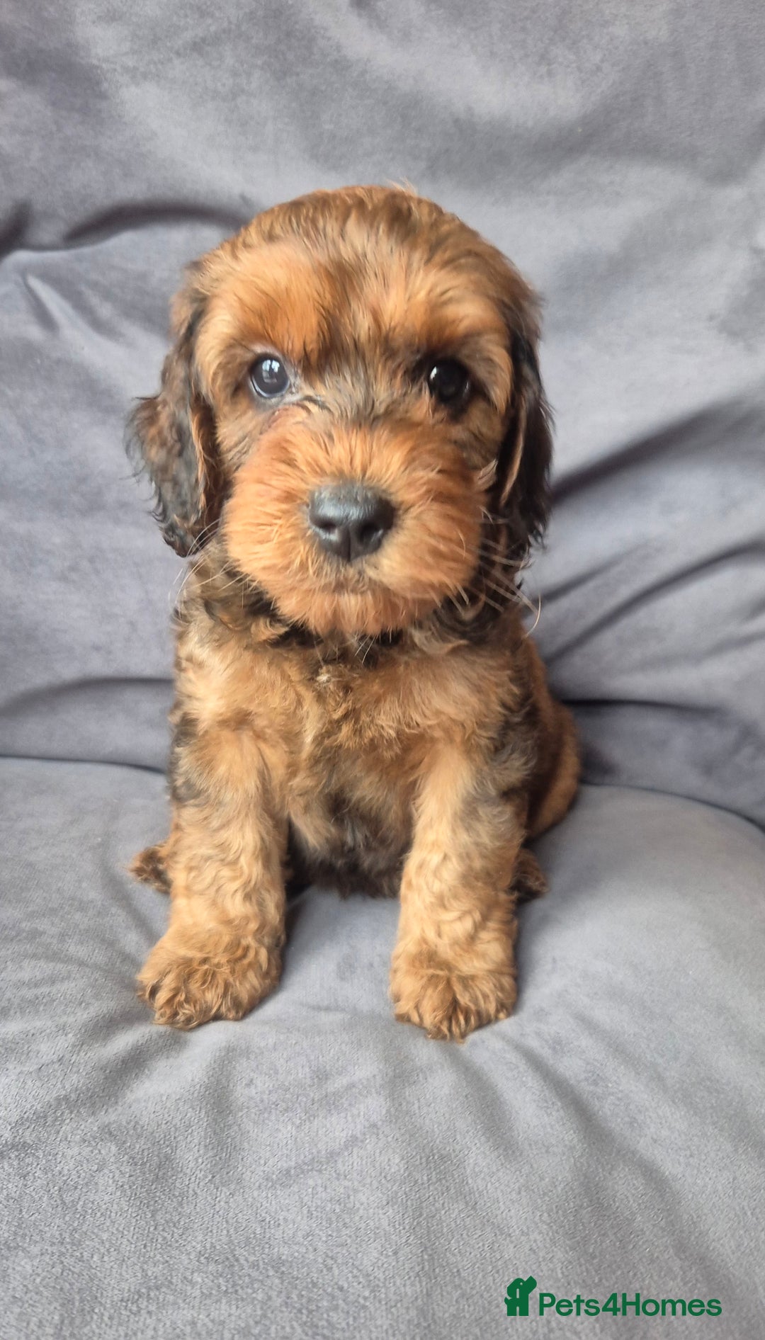 Cockapoo dogs for sale: F1b Cockapoo - ready this weekend - Image 5