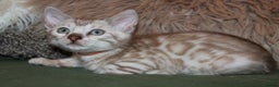 Bengal cats for sale: Last snow boy READY NOW  - Advert 12