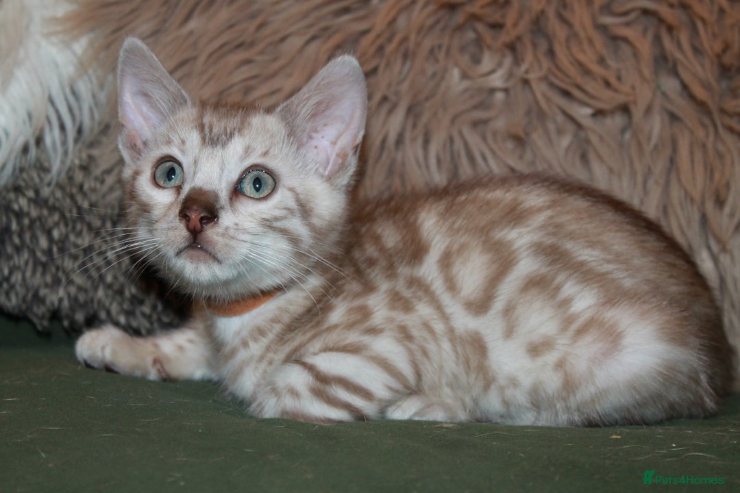 Bengal cats for sale: Last snow boy READY NOW  - Advert 12