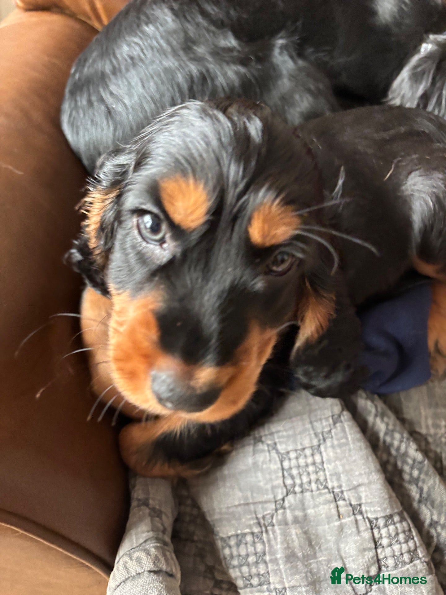 Cockapoo dogs for sale: Stunning Cockapoo F1 puppies  - Advert 2