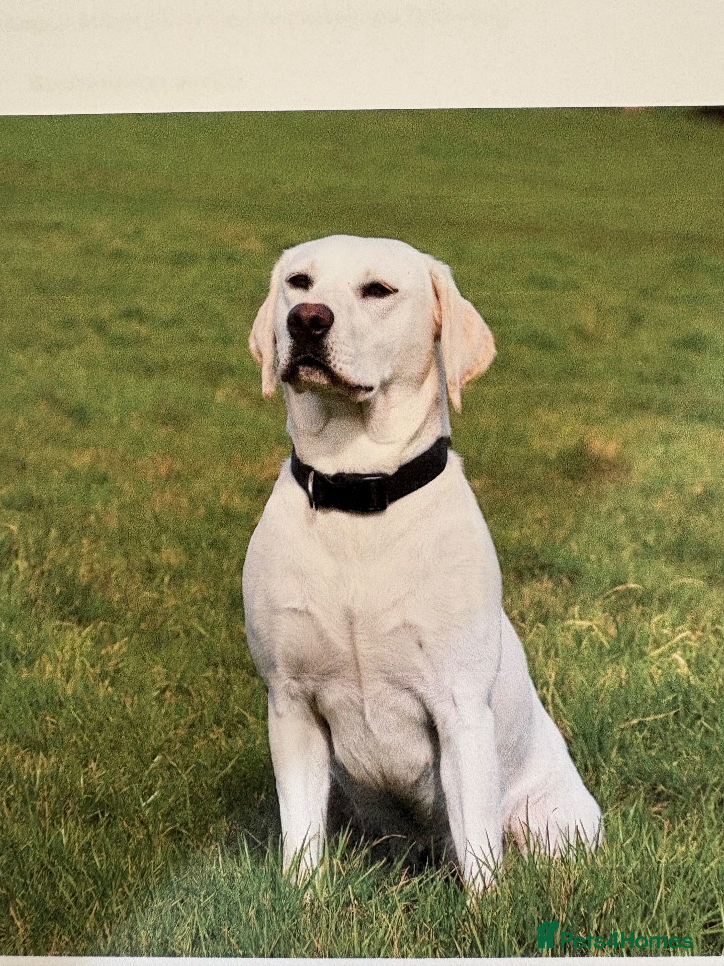 Labrador Retriever dogs HEDDON HAUGH RILEY - Advert 1