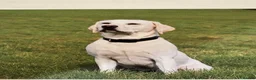 Labrador Retriever dogs for sale: HEDDON HAUGH RILEY in Newcastle upon Tyne - Advert 1