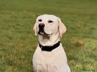 Labrador Retriever dogs HEDDON HAUGH RILEY - Advert 1