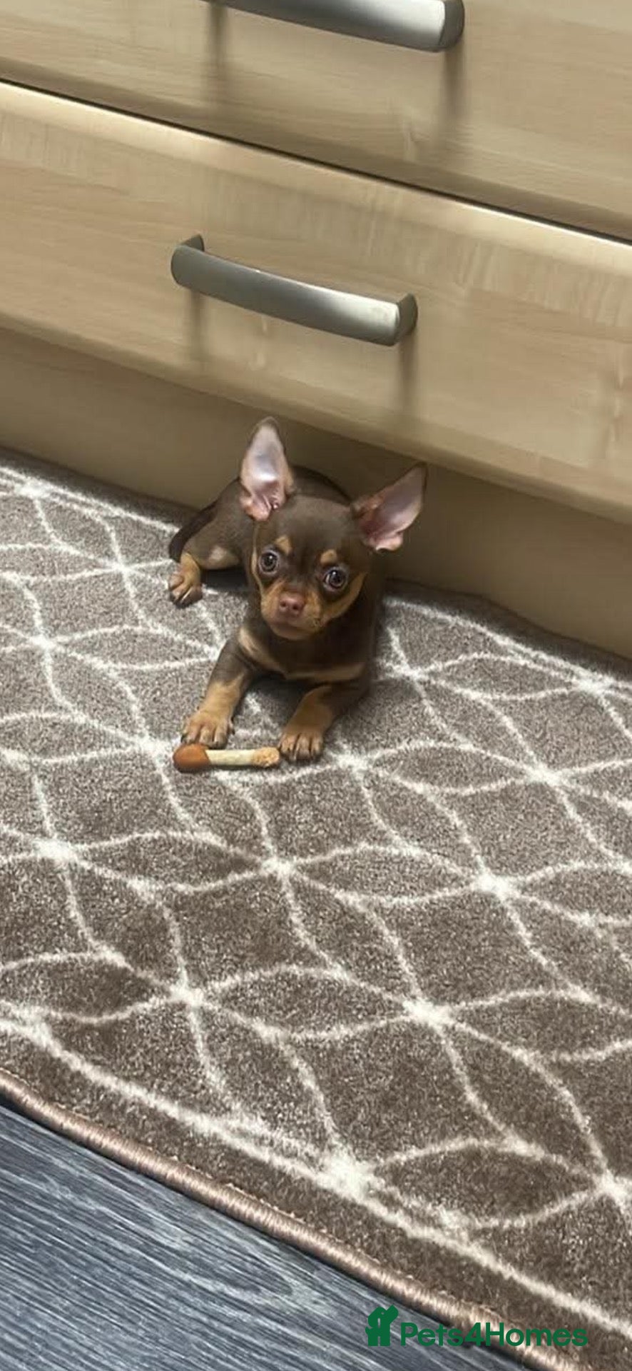 Chihuahua dogs for sale: female chihuahua - Advert 13