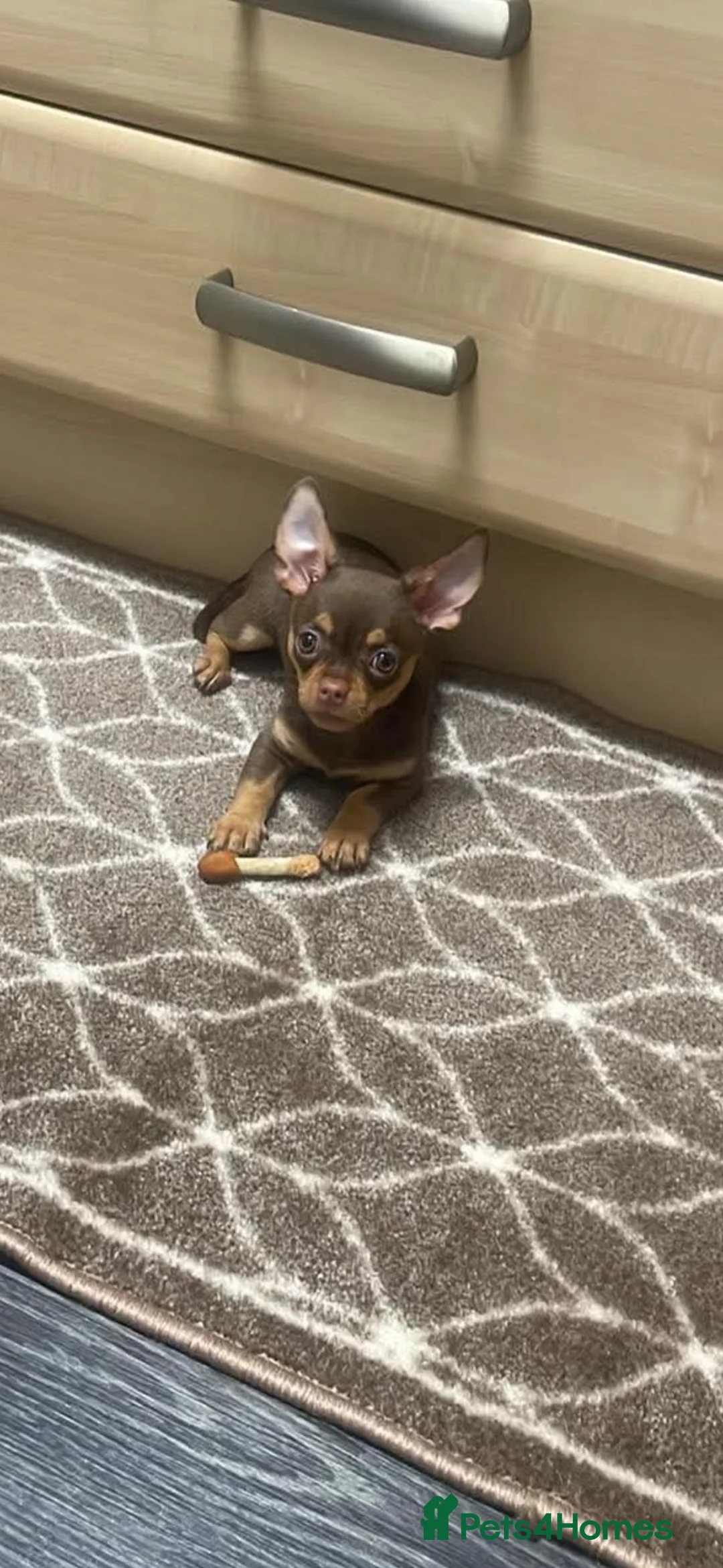 Chihuahua dogs for sale: female chihuahua - Advert 1