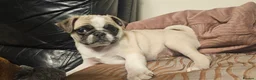 Pug dogs for sale: Beautiful litter of Pugs  - Advert 5
