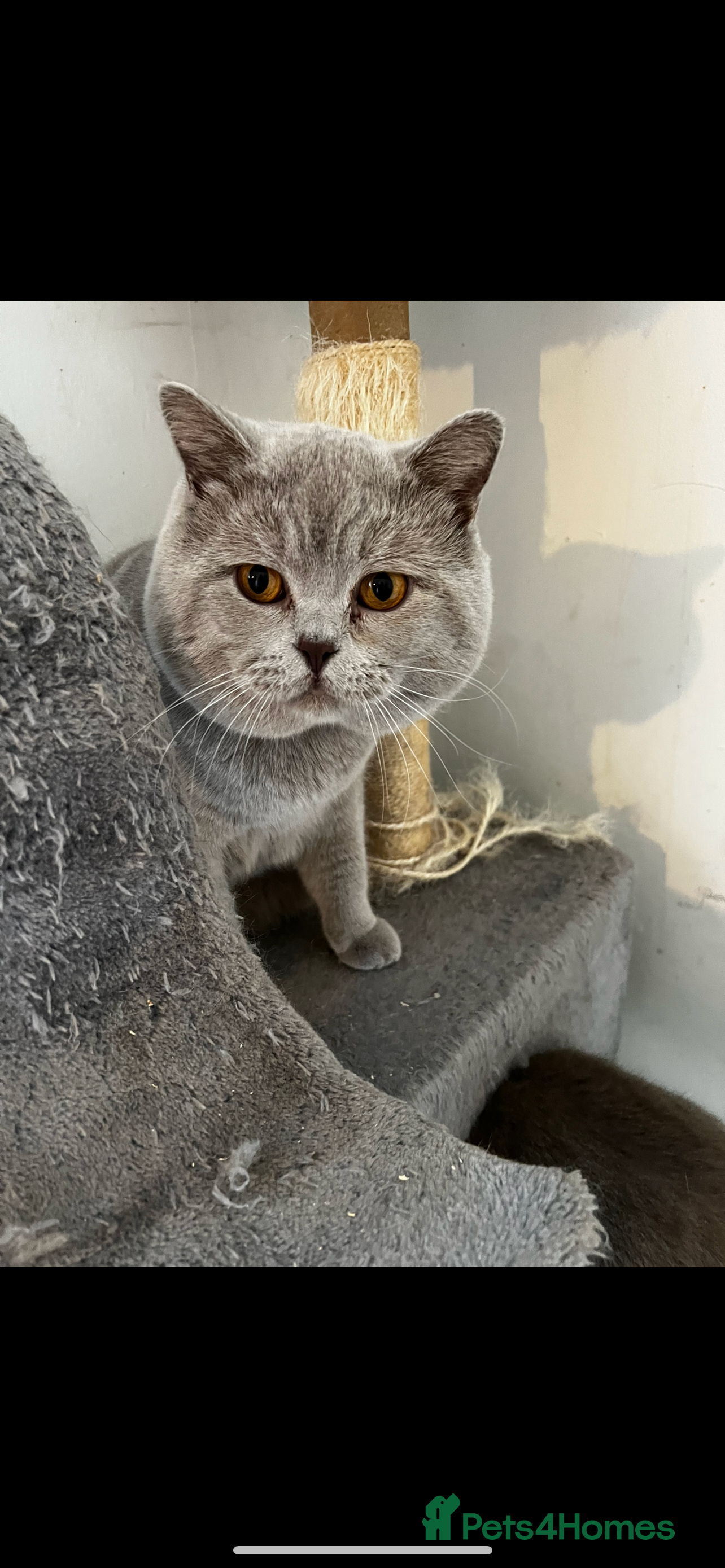 British Shorthair cats Lilac British short hair  - Advert 9