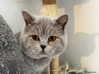 British Shorthair cats Lilac British short hair - Advert 13